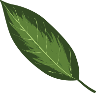 feuille-nutrtion
